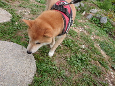 f:id:roukenhome-ann:20190624141816j:plain