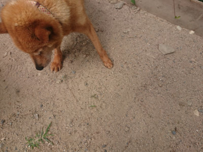 f:id:roukenhome-ann:20190624141831j:plain