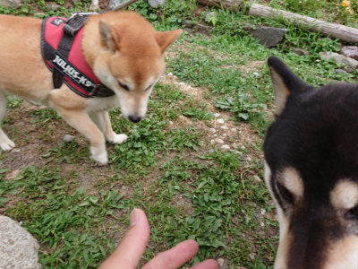 f:id:roukenhome-ann:20190624141836j:plain