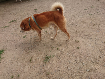 f:id:roukenhome-ann:20190624141842j:plain