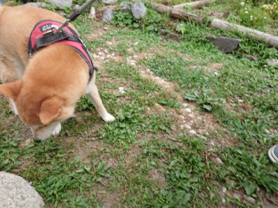 f:id:roukenhome-ann:20190624141857j:plain