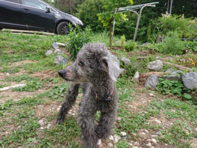 f:id:roukenhome-ann:20190624141922j:plain