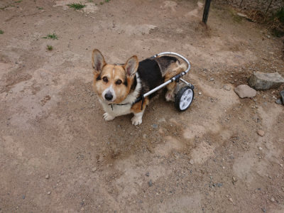 f:id:roukenhome-ann:20190624150946j:plain