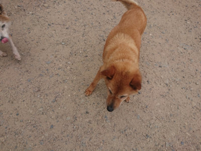 f:id:roukenhome-ann:20190624150951j:plain