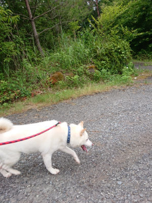 f:id:roukenhome-ann:20190624150955j:plain