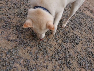 f:id:roukenhome-ann:20190624151010j:plain