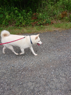 f:id:roukenhome-ann:20190624151015j:plain