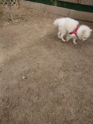 f:id:roukenhome-ann:20190624151025j:plain