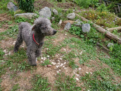 f:id:roukenhome-ann:20190624151030j:plain