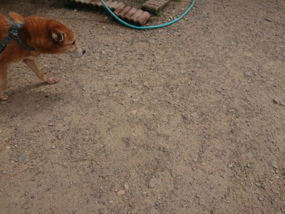 f:id:roukenhome-ann:20190624151040j:plain