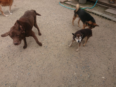 f:id:roukenhome-ann:20190624151204j:plain