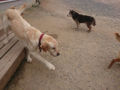 f:id:roukenhome-ann:20190624151245j:plain