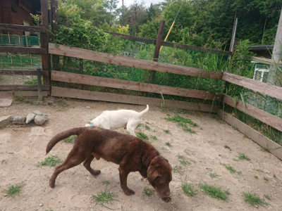 f:id:roukenhome-ann:20190624154132j:plain