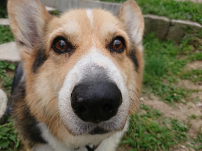 f:id:roukenhome-ann:20190624154151j:plain