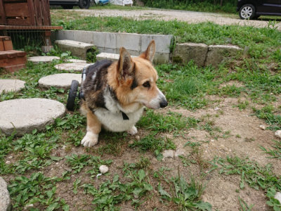 f:id:roukenhome-ann:20190624154201j:plain