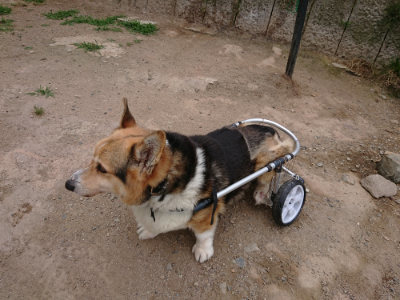 f:id:roukenhome-ann:20190624154210j:plain