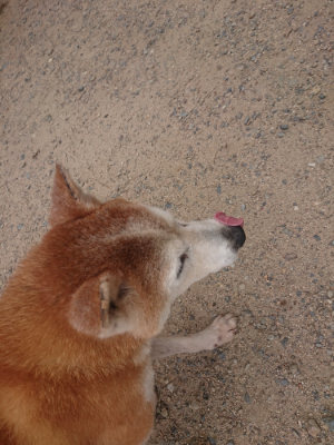 f:id:roukenhome-ann:20190624154220j:plain