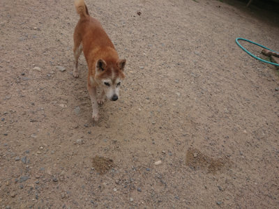 f:id:roukenhome-ann:20190624154243j:plain