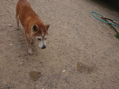 f:id:roukenhome-ann:20190624154248j:plain