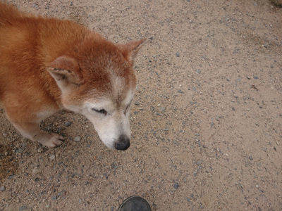 f:id:roukenhome-ann:20190624154252j:plain