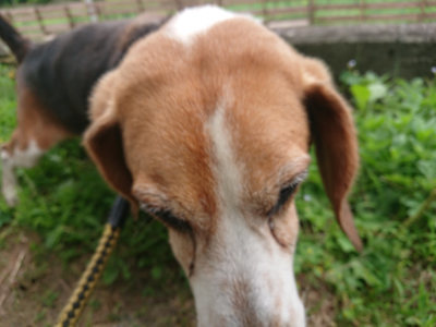 f:id:roukenhome-ann:20190624154306j:plain