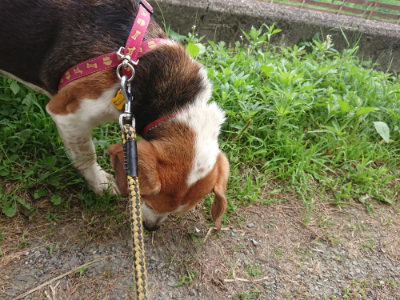 f:id:roukenhome-ann:20190624154311j:plain