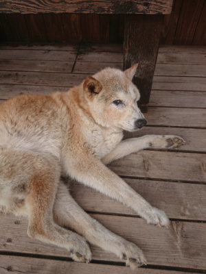 f:id:roukenhome-ann:20190624154316j:plain