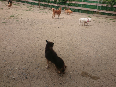 f:id:roukenhome-ann:20190624154322j:plain