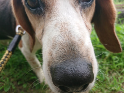 f:id:roukenhome-ann:20190624154332j:plain