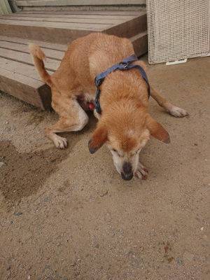 f:id:roukenhome-ann:20190624154341j:plain