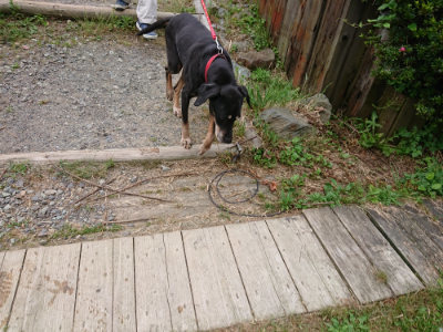 f:id:roukenhome-ann:20190624154351j:plain