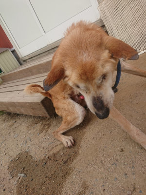 f:id:roukenhome-ann:20190624154400j:plain