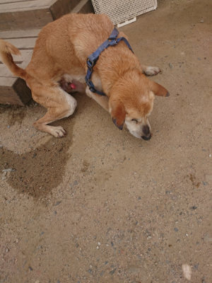 f:id:roukenhome-ann:20190624154410j:plain