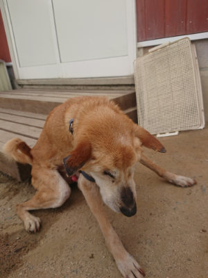 f:id:roukenhome-ann:20190624154428j:plain