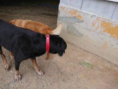 f:id:roukenhome-ann:20190624155016j:plain