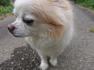 f:id:roukenhome-ann:20190624155117j:plain