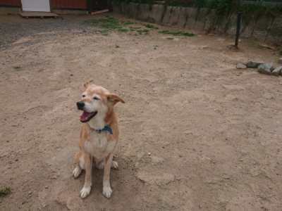 f:id:roukenhome-ann:20190624155139j:plain