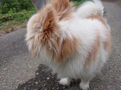 f:id:roukenhome-ann:20190624155143j:plain