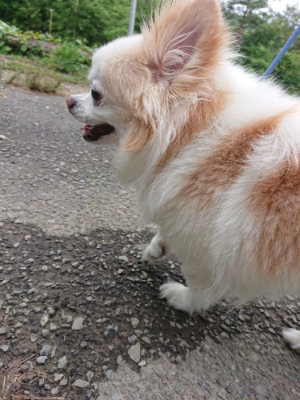 f:id:roukenhome-ann:20190624155148j:plain