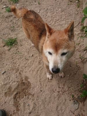 f:id:roukenhome-ann:20190624155204j:plain