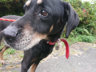 f:id:roukenhome-ann:20190624155239j:plain