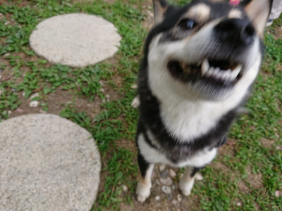 f:id:roukenhome-ann:20190624155243j:plain