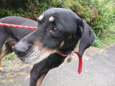 f:id:roukenhome-ann:20190624155257j:plain