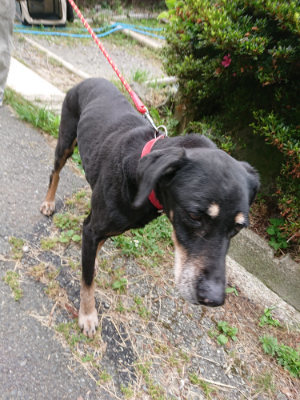 f:id:roukenhome-ann:20190624155306j:plain