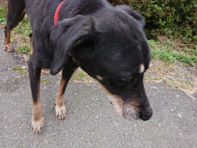 f:id:roukenhome-ann:20190624155310j:plain