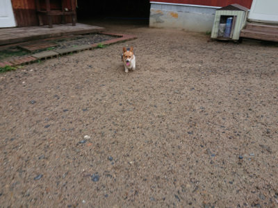 f:id:roukenhome-ann:20190630194505j:plain f:id:roukenhome-ann:20190630194505j:plain