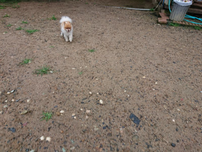 f:id:roukenhome-ann:20190630194527j:plain f:id:roukenhome-ann:20190630194527j:plain