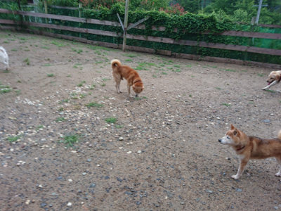 f:id:roukenhome-ann:20190630194537j:plain f:id:roukenhome-ann:20190630194537j:plain