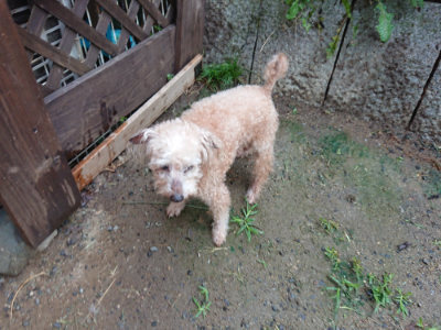 f:id:roukenhome-ann:20190630194631j:plain f:id:roukenhome-ann:20190630194631j:plain