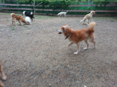 f:id:roukenhome-ann:20190630194636j:plain f:id:roukenhome-ann:20190630194636j:plain
